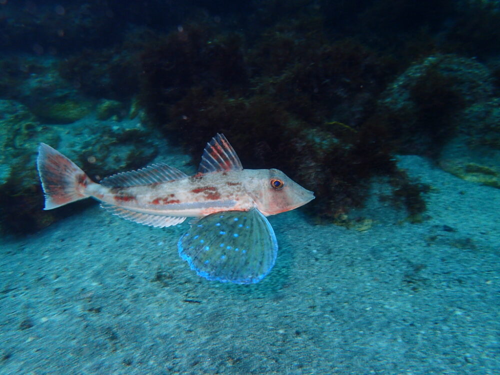 冬から春の伊豆高原（城ヶ崎海岸）の浅瀬に上がってくる深海性の魚ホウボウ