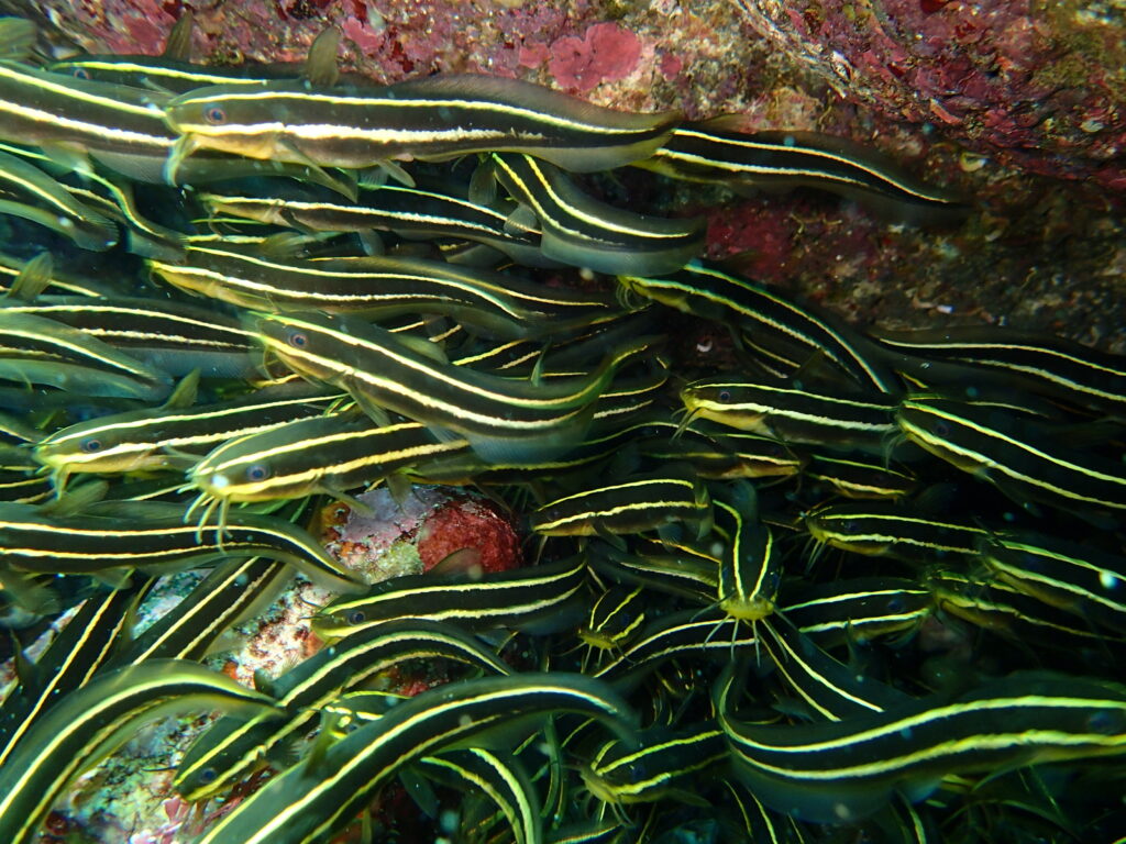 夏の伊豆高原（城ヶ崎海岸）の海で群れる魚たち