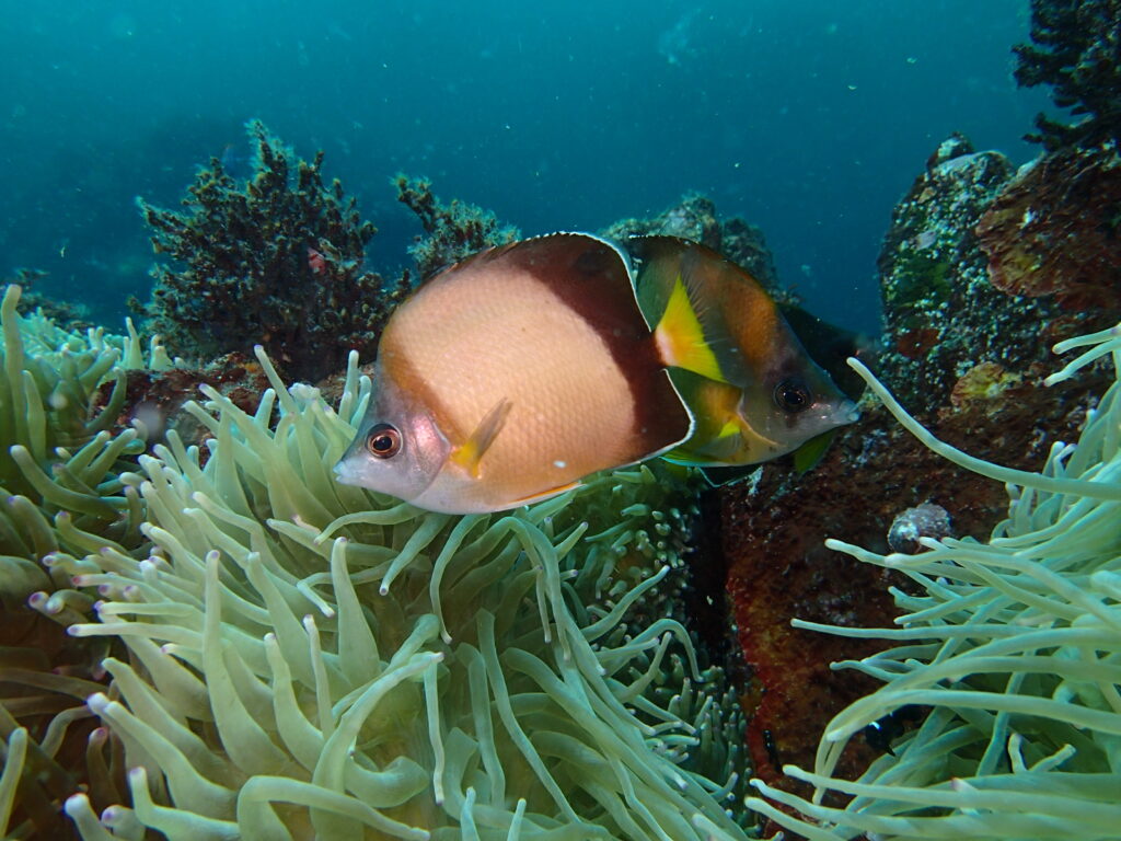 夏の伊豆高原（城ヶ崎海岸）にやってきた南方系の魚とイソギンチャク