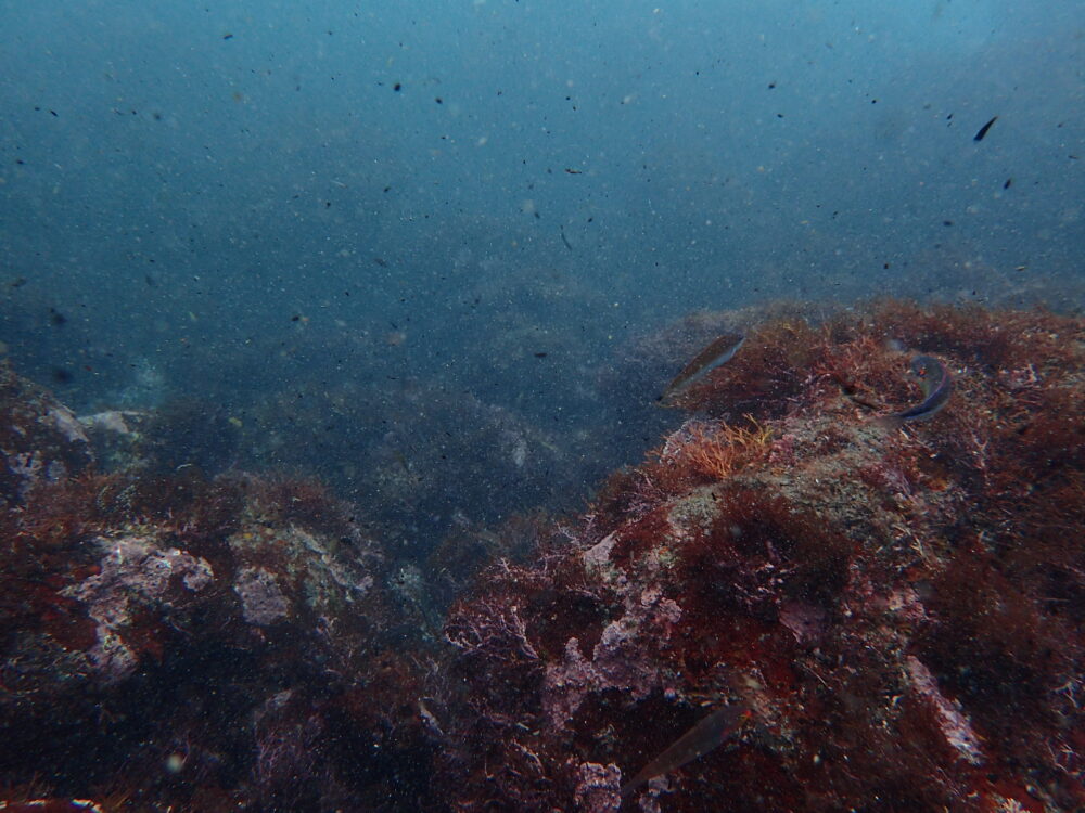 海藻が生い茂る春の伊豆高原(城ヶ崎海岸)の海