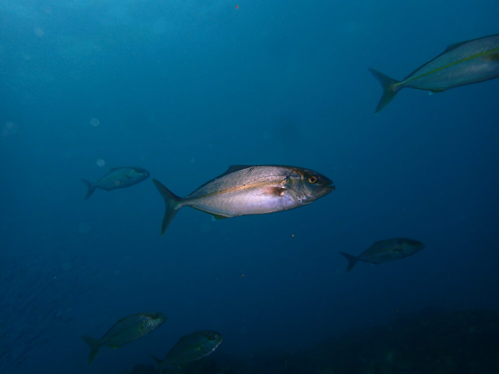 秋の伊豆高原（城ヶ崎海岸）の海を群れで泳ぐ大型回遊魚のカンパチ